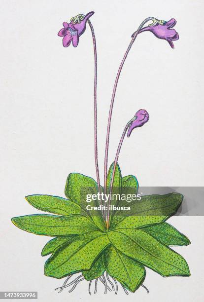 antique botany illustration: butterwort, pinguicula vulgaris - pinguicula vulgaris stock illustrations