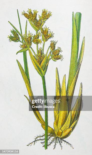 antike botanische illustration: rohrkolben, scirpus lacustris - schilf stock-grafiken, -clipart, -cartoons und -symbole