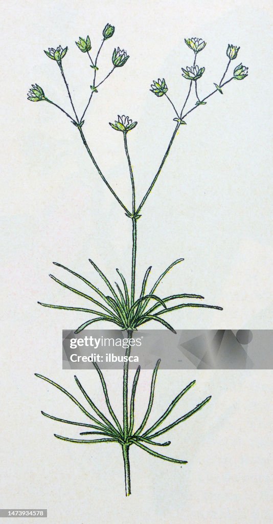 Antique botany illustration: Corn Spurrey, Spergula arvensis