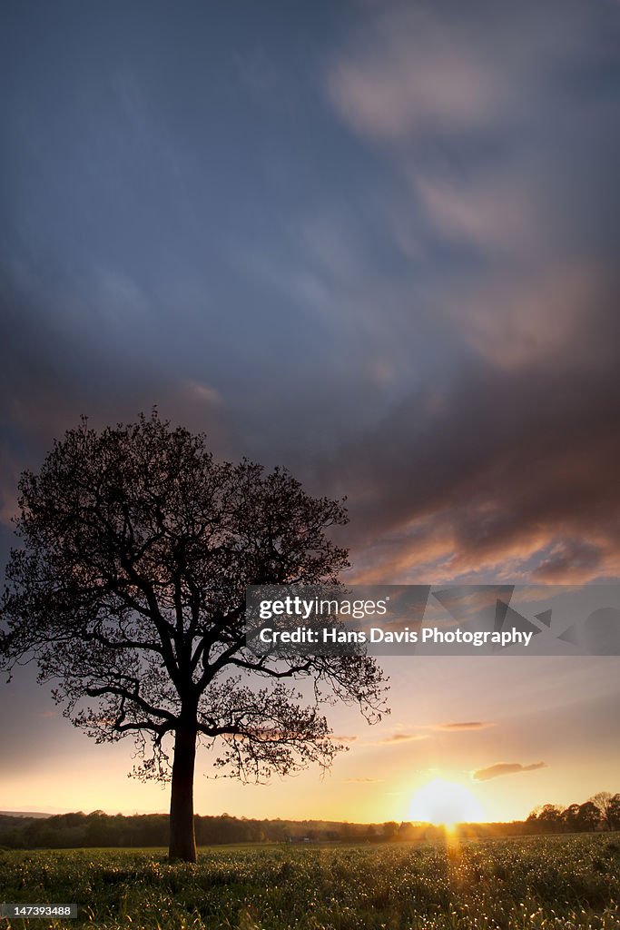 Tree in silhouette with sunset sky