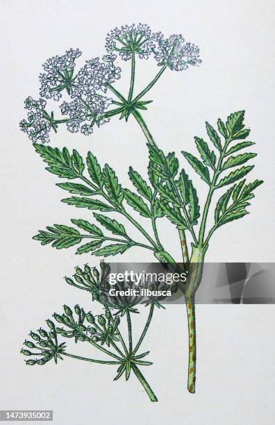 antique botany illustration: hemlock, conium maculatum - hemlock tree stock illustrations