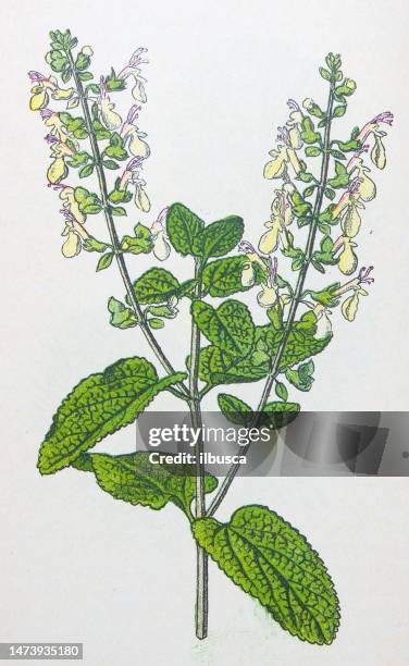 ilustraciones, imágenes clip art, dibujos animados e iconos de stock de ilustración botánica antigua: salvia de madera, teucrium scorodonia - salvia