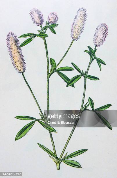 antike botanische illustration: hasenfußkleeblatt, trifolium arvense - wollgras stock-grafiken, -clipart, -cartoons und -symbole