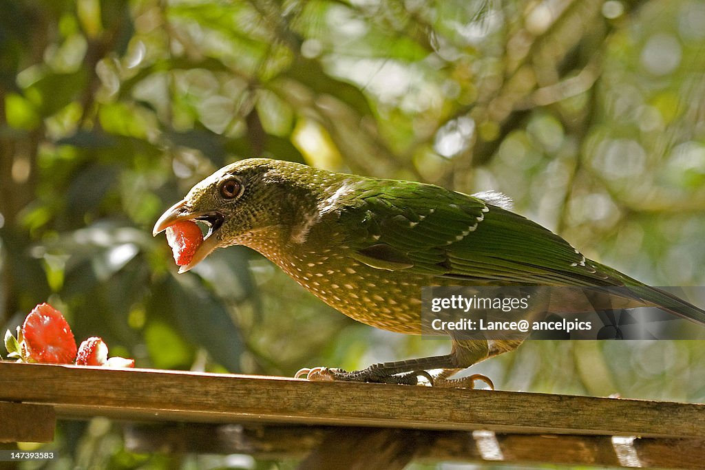 Catbird with strawberry