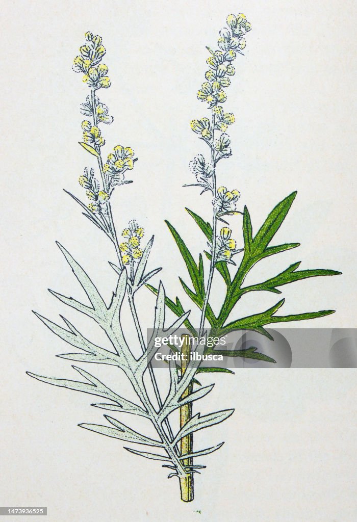 Antique botany illustration: Mugwort, Artemisia vulgaris