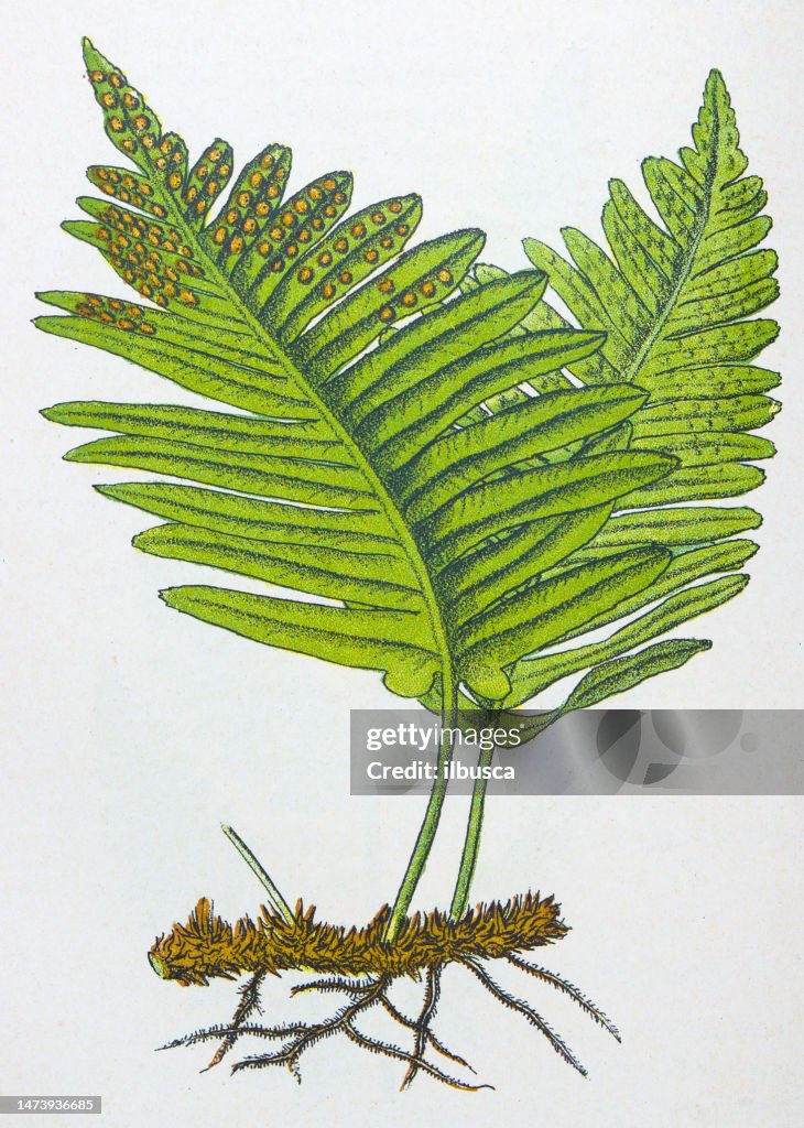 Antique botany illustration: Polypody Fern, Polypodium vulgare
