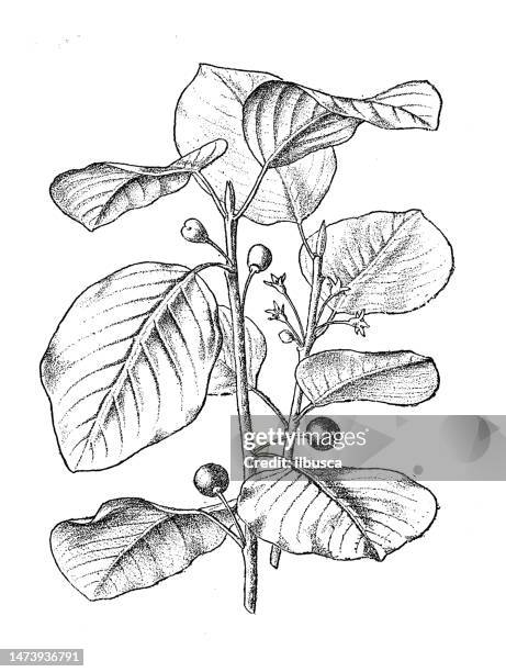 antique botany illustration: alder buckthorn, rhamnus frangula - buckthorn stock illustrations