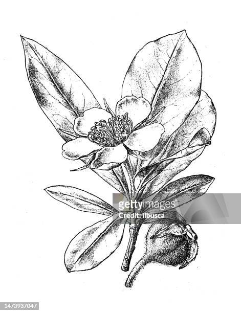 antike botanische illustration: mispel, pyrus germanica - pflaumenbaum stock-grafiken, -clipart, -cartoons und -symbole