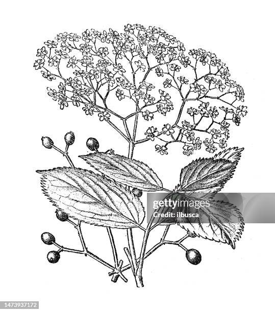 antike botanische illustration: holunder, sambucus nigra - elderberry stock-grafiken, -clipart, -cartoons und -symbole