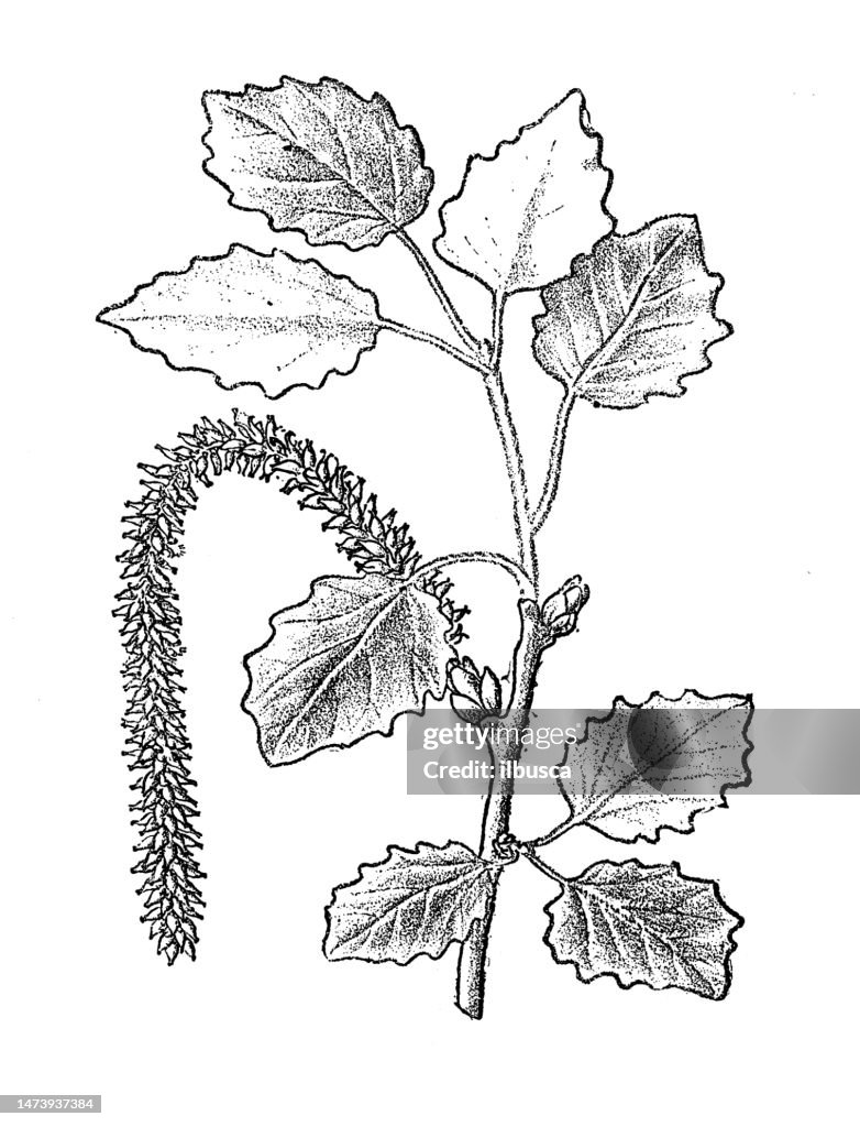 Antique botany illustration: White Poplar, Abele, Populus alba