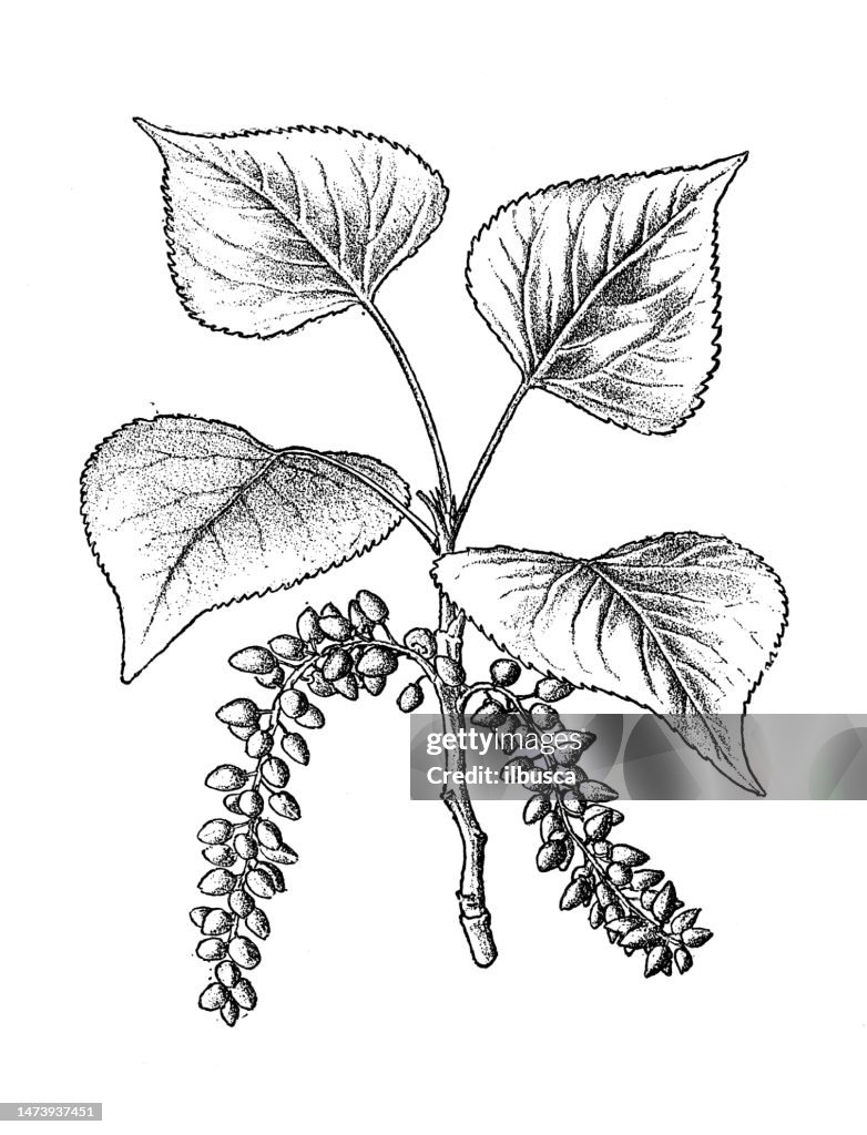 Antique botany illustration: Black Poplar, Populus Nigra