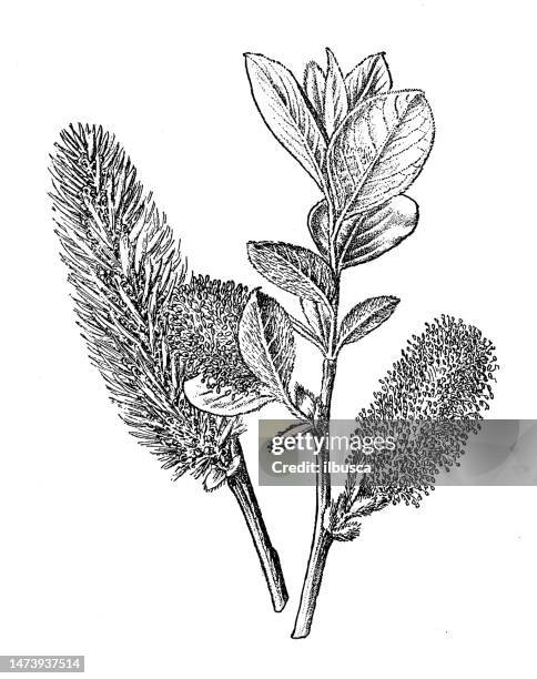 antique botany illustration: sallow, goat willow, salix caprea - pussy willow stock illustrations