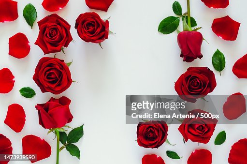 Red roses with its petals and leaves put on white background with square shape space for Valentine d