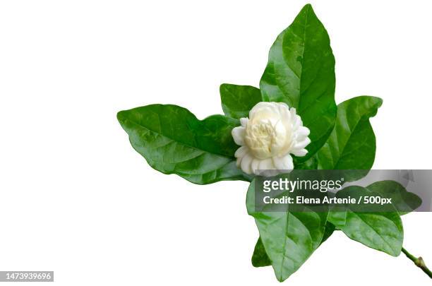 the single beautiful fresh white thailand jasmin flower with its leaves from garden which use for a - gardenia stock pictures, royalty-free photos & images
