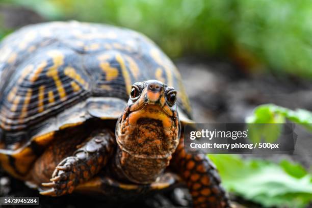close-up of tortoise shell,indonesia - box turtle - fotografias e filmes do acervo