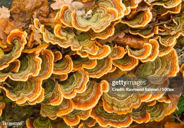 full frame shot of mushrooms growing on tree,france - paysage france foret photos et images de collection