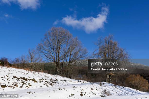 trees on snow covered field against sky - congelado stock pictures, royalty-free photos & images