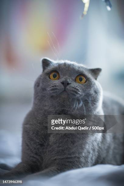 close-up of cat looking away,indonesia - british shorthair cat stock pictures, royalty-free photos & images