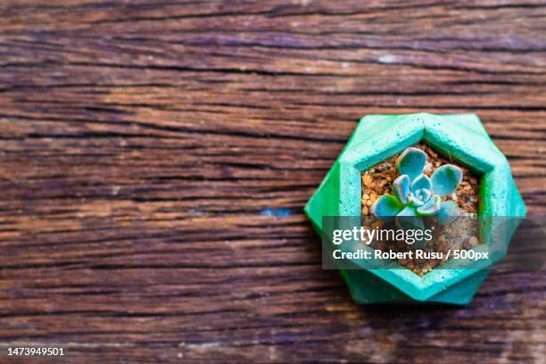 succulent cactus plant in a concret modern pot on old wooden table top view nature environment idea,romania - pot plant gift stock pictures, royalty-free photos & images