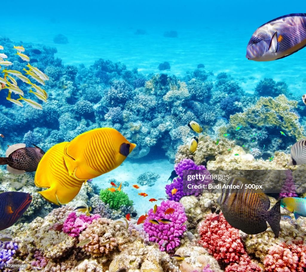 Close-up of fishes swimming in sea,Indonesia