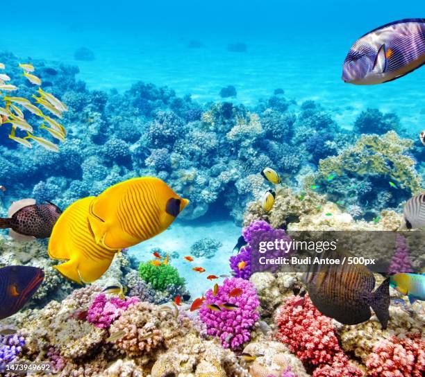 close-up of fishes swimming in sea,indonesia - stenkorall bildbanksfoton och bilder