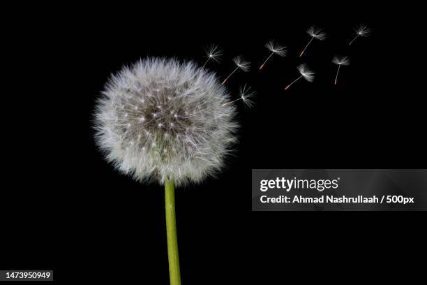 close-up of dandelion against black background,indonesia - maskrosfrö bildbanksfoton och bilder