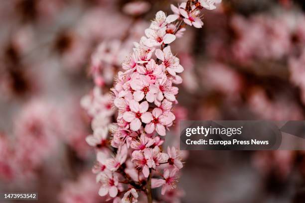 Branch of an almond blossom on March 16 in Mostoles, Madrid, Spain. The almond tree puts out its blossoms very early, and while they are developing...