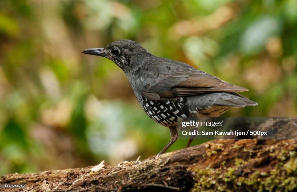 Close-up of blacksongthrush perching on rock