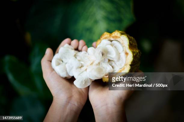 cropped hands holding white flowers,bali,indonesia - heri mardinal stock pictures, royalty-free photos & images