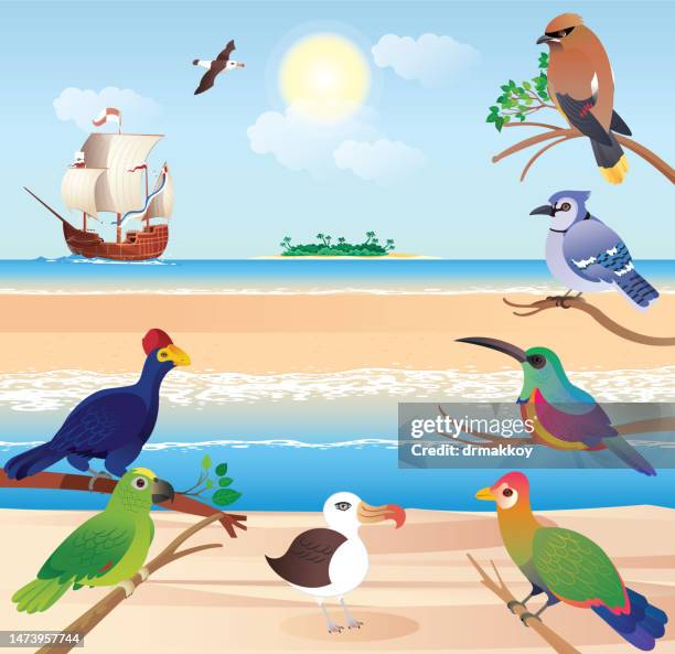 tropical birds on the beach - jungle island zoological park stock illustrations