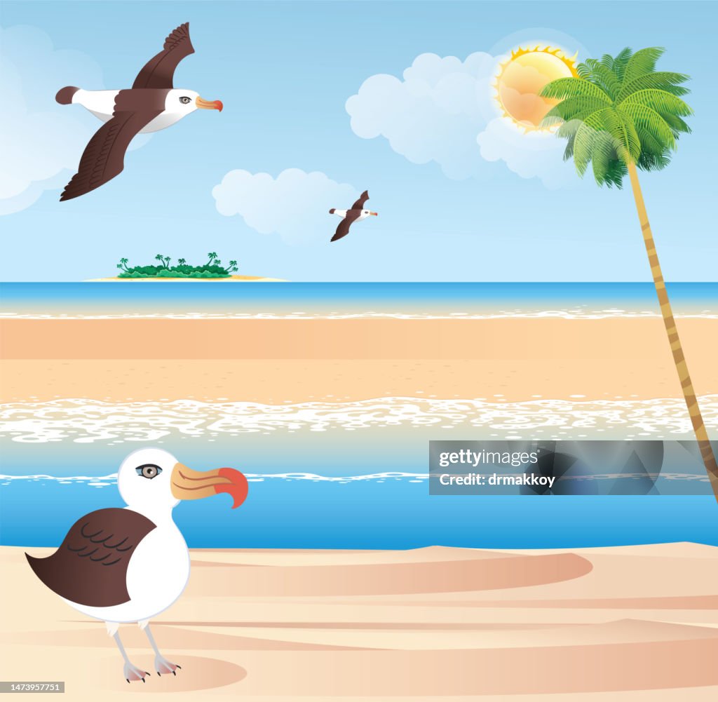 Black Browed Albatross on the Beach