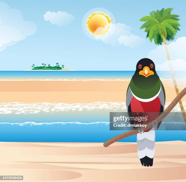hispaniolan trogon (priotelus roseigaster) - caribbean island stock illustrations