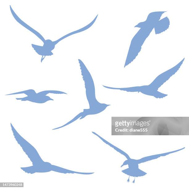 stockillustraties, clipart, cartoons en iconen met seagulls silhouettes on a transparent background - seagull