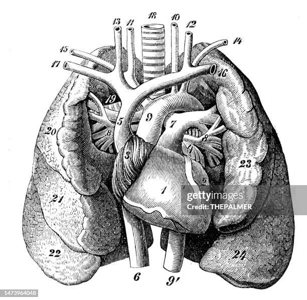 ilustraciones, imágenes clip art, dibujos animados e iconos de stock de corazón y pulmones- anatomía grabado 1894 - ilustración biomédica