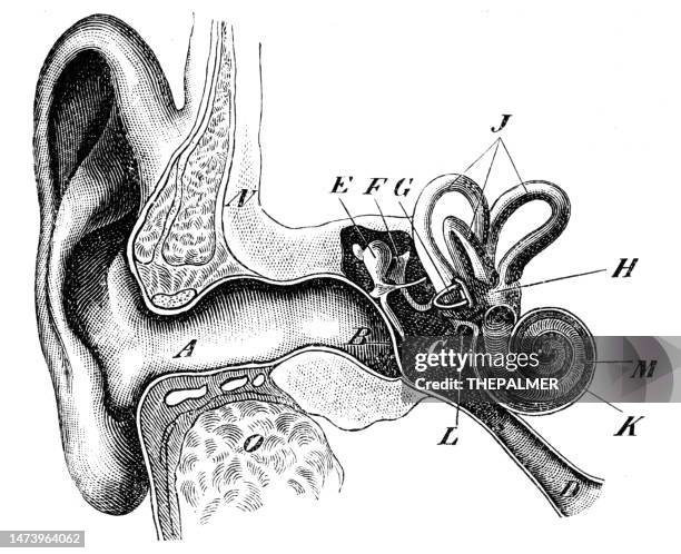 Auditory String 45 Auditory Test Stock Photos, High-Res Pictures, and Images - Getty Images
