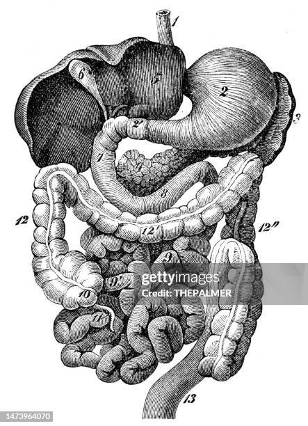 ilustraciones, imágenes clip art, dibujos animados e iconos de stock de duodeno intestino delgado - anatomía grabado 1894 - parte del cuerpo humano