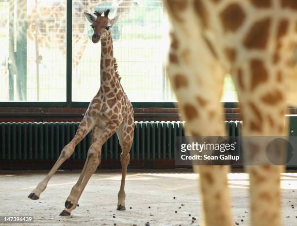 Jule, a baby Rothschild giraffe, runs in her enclosure at Tierpark Berlin zoo on June 29, 2012 in Berlin, Germany. Jule was born at the zoo on June...