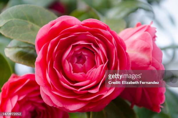 red camellia flowers - camellia bush stock-fotos und bilder