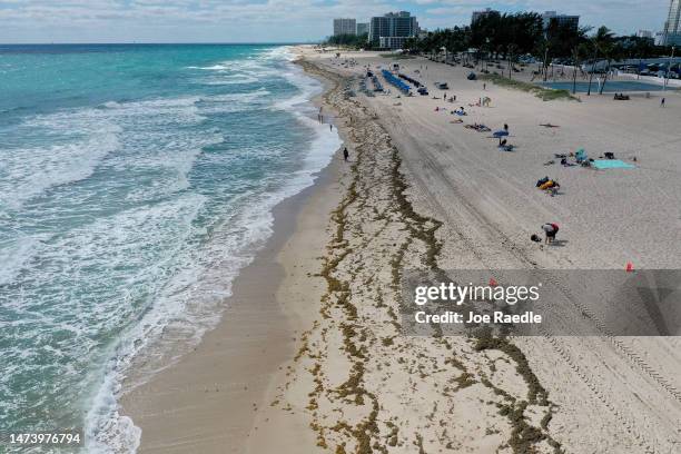 In this aerial view, beachgoers walk past seaweed that washed ashore on March 16, 2023 in Fort Lauderdale, Florida. Reports indicate that this...