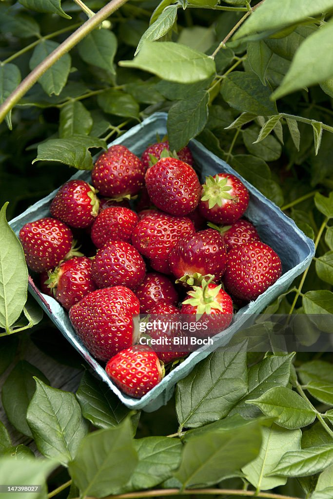 Box of strawberries in a strawberry field