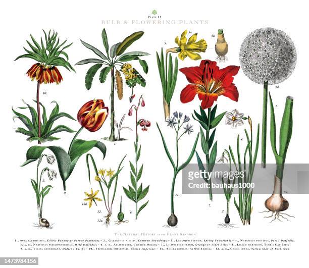 antike gravur, zwiebel und blütenpflanzen, pflanzenreich, viktorianische botanische illustration, um 1853 - perennial stock-grafiken, -clipart, -cartoons und -symbole