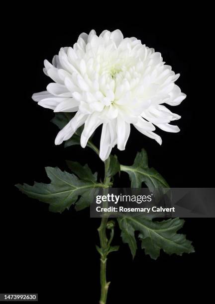 white chrysanthemum with leaves, in close-up, on black. - style studio day 1 stockfoto's en -beelden