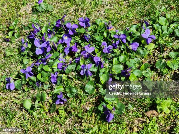 blue fragrant violet (viola odorata, viola mammola) - top viola stock pictures, royalty-free photos & images