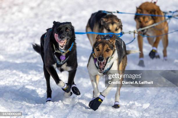 alaskan huskies - iditarod race stock-fotos und bilder