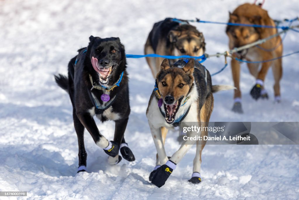 Alaskan Huskies