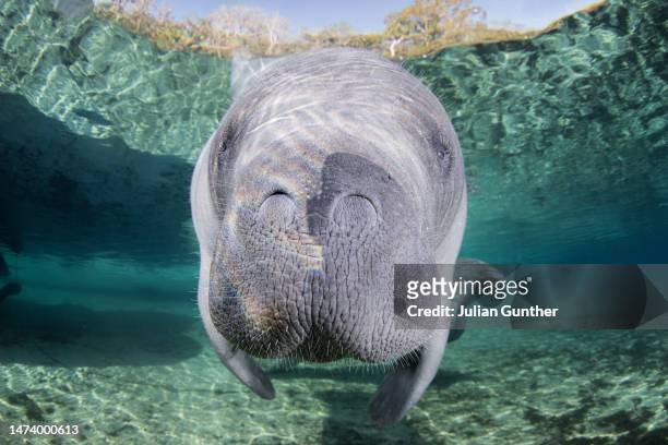 west indian manatee inspects and underwater camera in a florida river - vulnerable species stock pictures, royalty-free photos & images