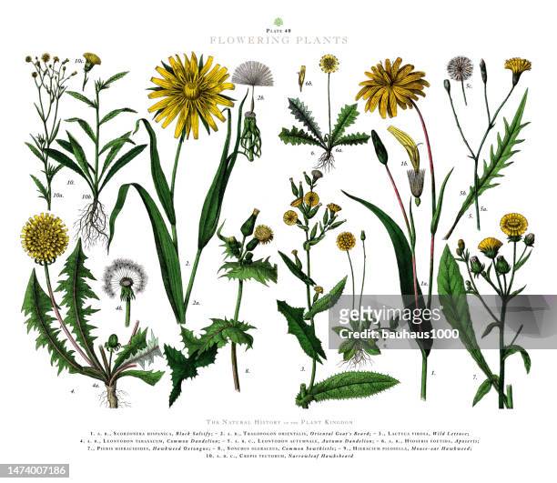 antique engraving, ornamental and flowering plants, plant kingdom, victorian botanical illustration, circa 1853 - dandelion greens stock illustrations