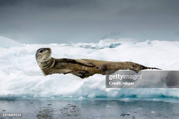 氷の上に横たわるヒョウアザラシ ヒドラガレプトニクス-フランダー湾南極 - ヒョウアザラシ ストックフォトと画像
