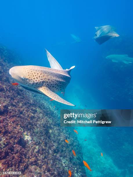 leopard sharks - great barrier reef stock-fotos und bilder