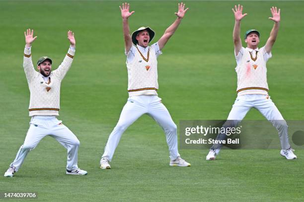 Caleb Jewell, Beau Webster and Jackson Bird of the Tigers appeal during the Sheffield Shield match between Tasmania and Queensland at Blundstone...